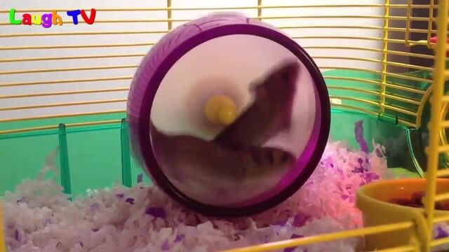 first hamster vid