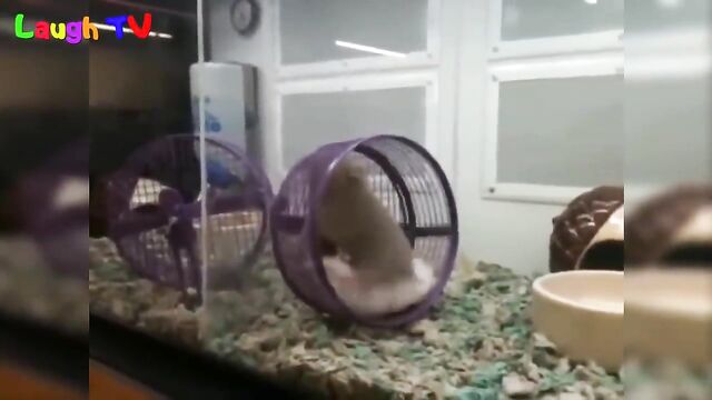 first hamster vid