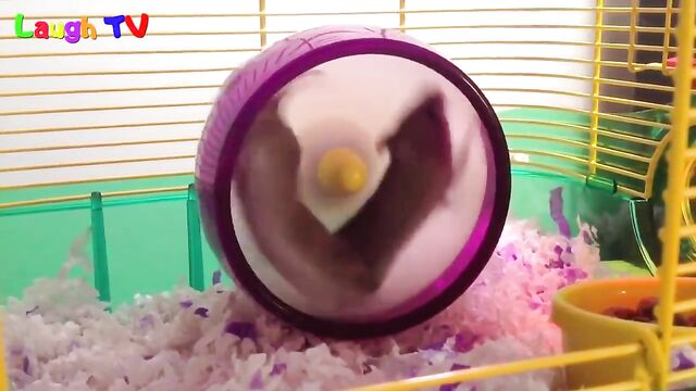 first hamster vid