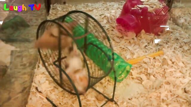 first hamster vid