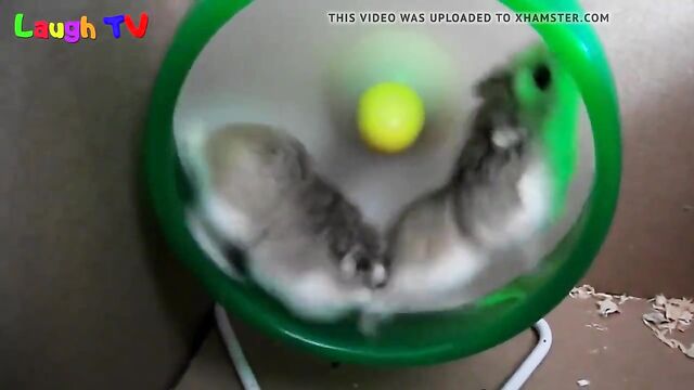 first hamster vid