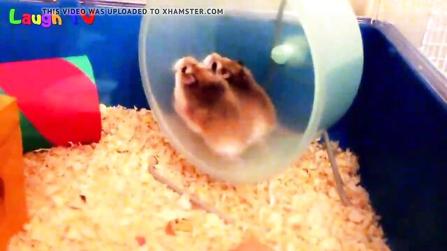 first hamster vid