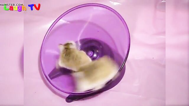 first hamster vid