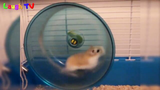 first hamster vid