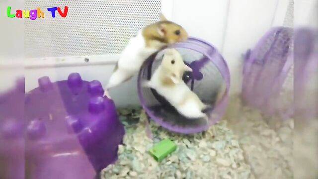 first hamster vid