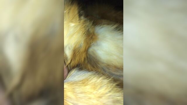 Cum on Red Fox Fur Coat