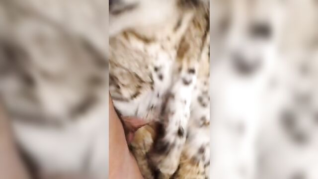 Lynx fur coat rub