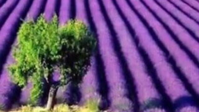 Ladies in Lavender