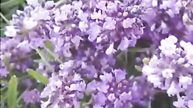 Ladies in Lavender