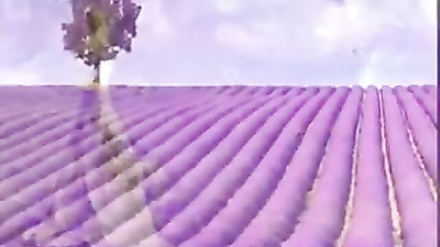 Ladies in Lavender