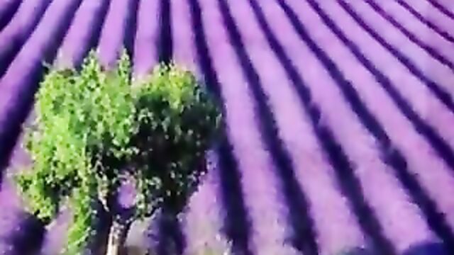 Ladies in Lavender