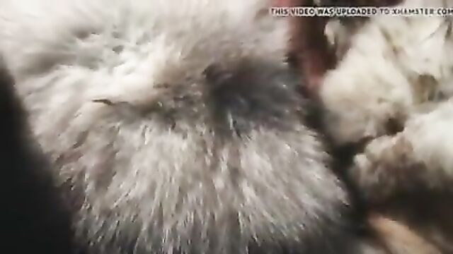 arctic fox fur stroke